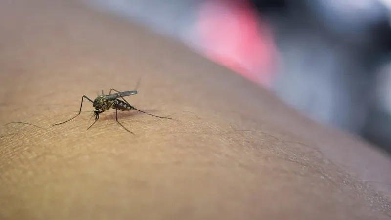 How Professional Mosquito Control In Houston Protects Outdoor Spaces